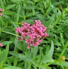 Image result for Centranthus