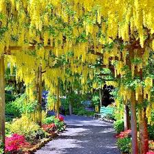 Image result for Laburnum