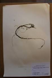 Image result for Eleocharis naumanniana