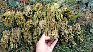 قات ابو مسمار القات الهرري مع تحيات ابواصيل about press copyright contact us creators advertise developers terms privacy policy & safety how youtube works test. Mp3 ØªØ­Ù…ÙŠÙ„ Ø¨Ø±Ø¹ ÙÙŠ Ø¬Ø±Ø¨Ù‡ Ø§Ù„Ù‚Ø§Øª Ø£ØºÙ†ÙŠØ© ØªØ­Ù…ÙŠÙ„ Ù…ÙˆØ³ÙŠÙ‚Ù‰