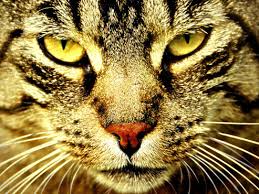 Bildergebnis für wallpaper katzen
