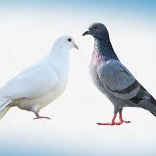Pigeons Vs Doves What S The Difference Pigeon Vs Dove Dove Pigeon Homing Pigeons
