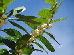 Image result for Flueggea virosa