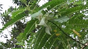 Image result for Sesbania dummeri