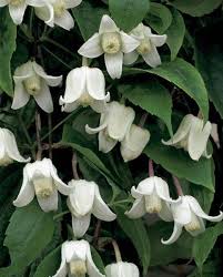 Some winter flowering plants when planted in locations that winter jasmine is another excellent addition to the winter garden. Clematis Clarkeana Winter Beauty Hayloft