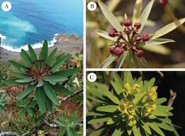 Image result for Euphorbia chevalieri