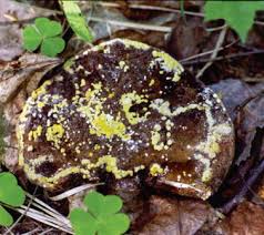 Image result for Cylindropsis