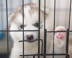 What To Do When Your Puppy Cries At Night In His Crate Modern Dog Magazine