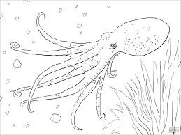 Let your kids to reveal all the imagination! Musky Octopus Coloring Page Coloringbay