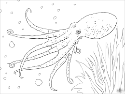 Octopus coloring sheet related posts: Musky Octopus Coloring Page Coloringbay