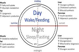 biological clocks enable the integration of behavioural