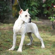 Dogo Argentino X Cane Corso My cane corso/dogo argentino loves venison.
