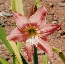 Harmattan Lily Plants Lily Flowers
