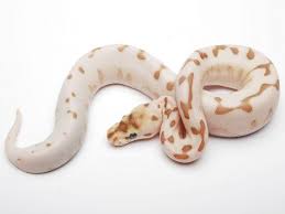 Desert Lesser Spider Morph List World Of Ball Pythons Ball Python Ball Python Morphs Pet Snake