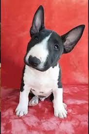 23 Cute Bull Terrier Ideas Bull Terrier Terrier Bull Terrier Puppy
