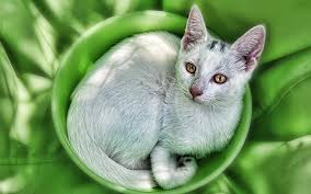 Everything i choose i like on my blog is just for me poetry shayari i designed for my self. Cute Cat Names 200 Top Choices For Pretty Kitties
