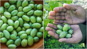How To Grow Cucamelons The Most Exciting Fruit You Can Grow This Year Tastes Like A Lime Cucumber Fruit Cucamelon Cucumber