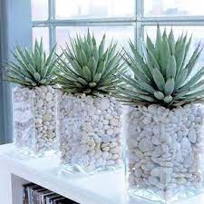 Plantas De Interior Resistentes Poca Luz Decoracionconplantasaromaticas Easy House Plants House Plants Decor Plant Decor