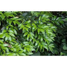 Image result for Nageia