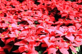 A poinsettia may remain in bloom for four months or even longer. Poinsettia Care Wie Kummern Sie Sich Um Poinsettien Haenselblatt Com