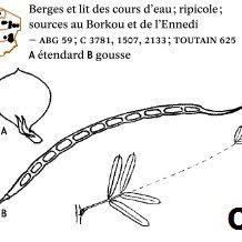 Image result for Sesbania keniensis