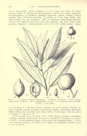 Image result for Shirakiopsis