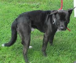 There are so many health benefits to adopting a pet! Urgent Please Rescue This Sweet Boy Newton He Was Found In Canton Ohio No One Has Come For Himsee Vide Pretty Animals Puppy Adoption Humane Society