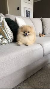 pin by ezoza khodjaeva on dogs cute baby dogs fluffy dogs cute baby animals