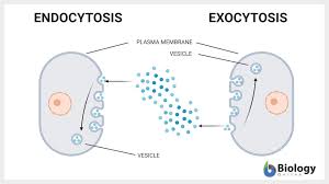These substances undergo certain processes of breaking down to smaller elements either for use by the cell or for elimination purposes. Endocytosis Definition And Examples Biology Online Dictionary
