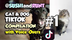 pin on tiktok pets sushiandrunt
