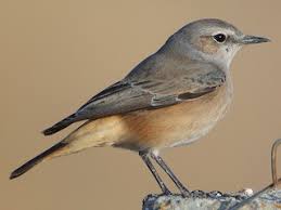 Image result for Hyparrhenia gazensis