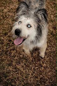 The goals and purposes of this breed standard include: Husky Poodle Mix Everything You Should Know About The Huskydoodle
