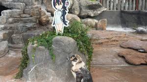 Please thumbs up the video if you enjoyed ●●●join the decoders: Penguin In Love With Anime Poster Romantically Dies By Its Side At Japanese Zoo