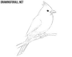 Draw a simple map of where you live, your meeting place or another area local to you. How To Draw A Northern Cardinal