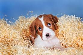 Image result for irský červenobílý setr