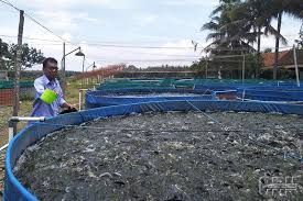 Sistem Bioflok Solusi Budidaya Lele Di Pemukiman Cendana News