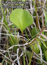 Image result for Utricularia sp.no.1