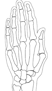 Our collection of preschool curriculum colors worksheets is designed to help kids learn to recognize their basic colors through a variety of. Https Www Biologycorner Com Anatomy Skeletal Aging Hand Coloring Pdf