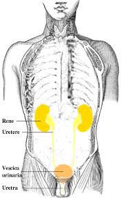 Image result for Genitourinary Trauma