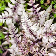Image result for Athyrium annae