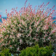 The leaves are still soft, not crunchy, and when i scraped a tiny bit of. Flamingo Willow Trees For Sale Online The Tree Center