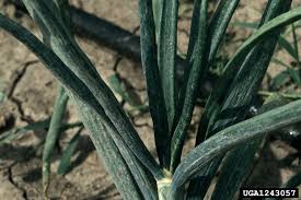 Image result for Onion Thrips
