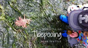 tide pool party where to spot cool marine life near seattle