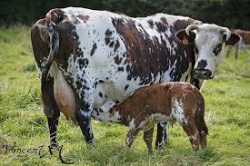 Zu8r9006 Jpg Dairy Cows Cattle Farm Animals