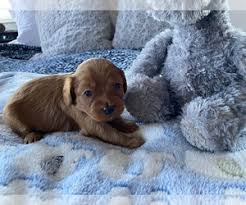 Maybe you would like to learn more about one of these? Puppyfinder Com Cavapoo Puppies Puppies For Sale Near Me In Colorado Usa Page 1 Displays 10