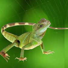 Pest control in mumbai, pest control in navi mumbai, pest control in thane, pest control in delhi, pest control in pune, pest control in noida, pest well, that's why you need to go for lizard control at your residence. Lizard Pest Control Pest Control Service In Mumbai