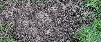 Semer pelouse sans retourner terre. Semer Du Gazon En 5 Etapes Faciles Allojardin Com