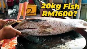 Jual tepung ikan jawa timur juga memiliki harga sangat murah tergantung jumlah kandungan protein yang terdapat di dalamnya. Ikan Kurau Gergasi Jeti Nelayan Bagan Pasir Tanjung Karang Syurga Beli Belah Hidangan Laut Youtube