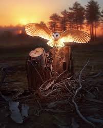 Birds Of Prey Digital Release Date Calop Peluche Hibou Chouette Effraie Image De Hibou