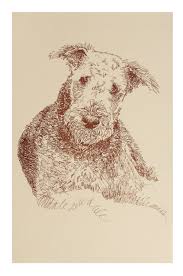 Beautiful amazing little airedale puppies for sale both boys and girls. Airedale Terrier Dog Portrait By Stephen Kline Drawdogs By Stephen Kline Drawdogs By Stephen Kline Custom Dog Art Portraits Paintings Drawn From Words